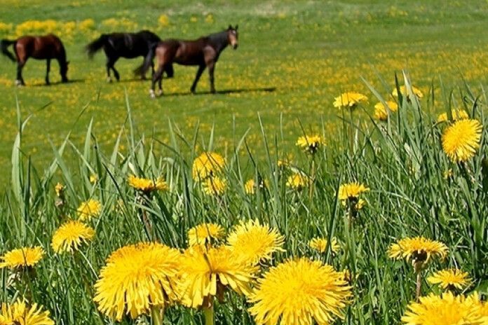 Tematisks/virtuāls izstāžu cikls: 4. Izstāde “Latviskā dzīvesziņa: Starp pavasara un vasaras saulgriežiem’’